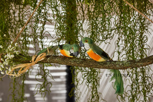 Birds on Branches